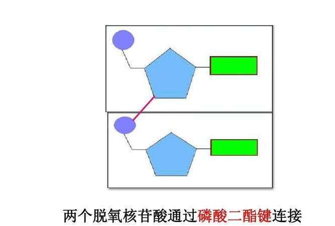 damp是什么核苷酸，dna的两条脱氧核苷酸之间通过什么连接图1