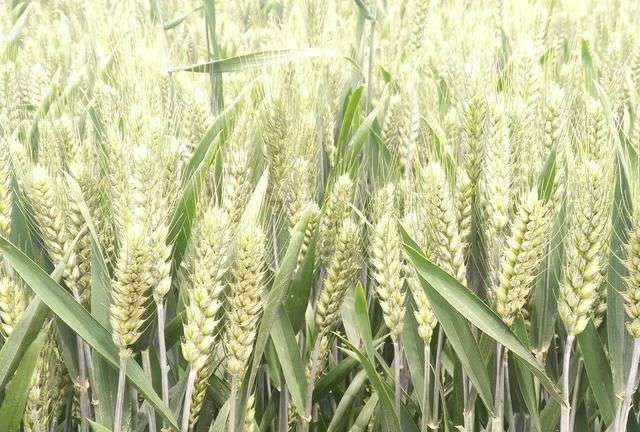 高产小麦玉米品种前十名图2