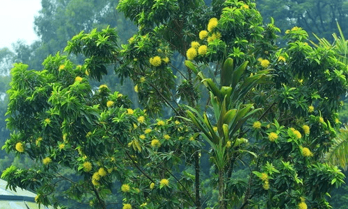 澳大利亚特色植物有哪些，澳大利亚国徽上的植物哪四种图1